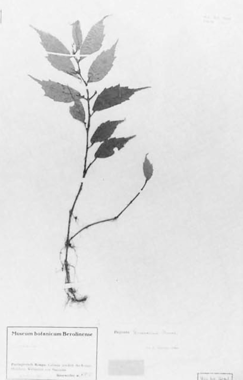B. gossweileri